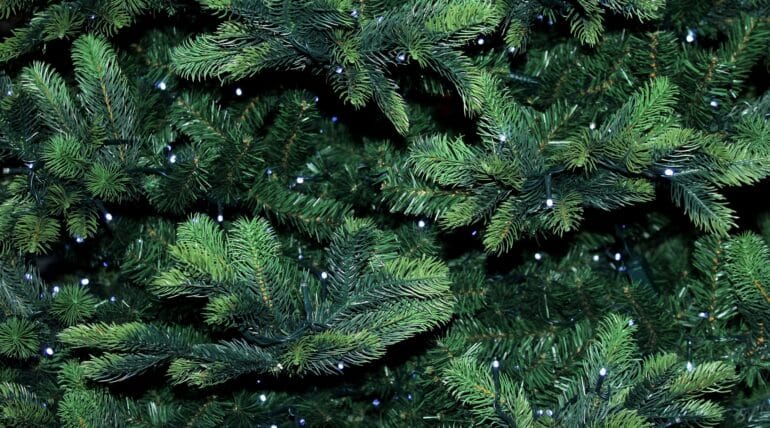 Świąteczne porządki – jak i kiedy pozbyć się choinki oraz odpadów poświątecznych?